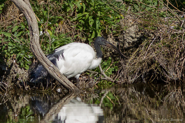 Ibis sacré — Threskiornis aethiopicus (Latham, 1790), (Parc ornithologique de Pont de Gau (13), France, le 20/02/2020)