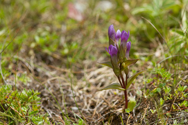 Gentianelle des champs — Gentianella campestris (L.) Börner, 1912, (Station de ski de Gourette, Euax-Bonnes (64), France le 05/08/2021)