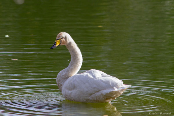 Cygne chanteur — Cygnus cygnus (Linnaeus, 1758), (Parc écologique de Plaiaundi, Irun (Pays basque), Espagne, le 11/11/2025)