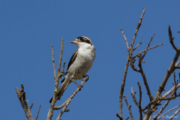 Pie-grièche à tête rousse — Lanius senator Linnaeus, 1758, (femelle adulte) (Vila do Bispo (Algarve), Portugal, le 30/08/2018)