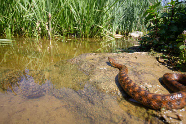 Couleuvre vipérine — Natrix maura (Linnaeus, 1758)