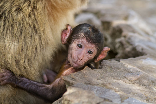 Magot, Macaque berbère, Macaque de Barbarie — Macaca sylvanus (Linnaeus, 1758)