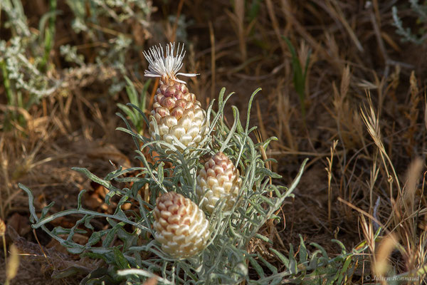 Rhapontic conifère — Rhaponticum coniferum (L.) Greuter, 2003, (Bardenas Real, Arguedas (Aragon), Espagne, le 08/06/2022)