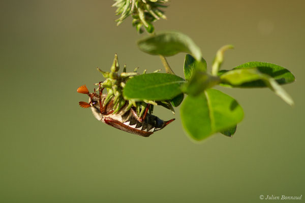 hanneton commun (Melontha melolontha) (Ger (64), France, le 18/04/2018)