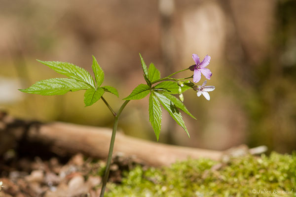 Cresson des bois, Dentaire digitée – Cardamine pentaphyllos (L.) Crantz, 1769, (fort du Portalet, Etsaut (64), France, le 29/03/2021)