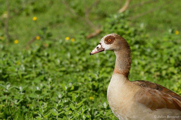 Ouette d'Égypte — Alopochen aegyptiaca (Linnaeus, 1766), (Zoo d'Asson (64), France, le 01/06/2019)