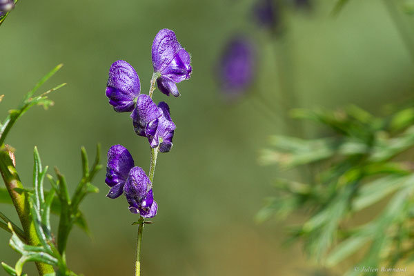 Aconit napel — Aconitum napellus L., 1753