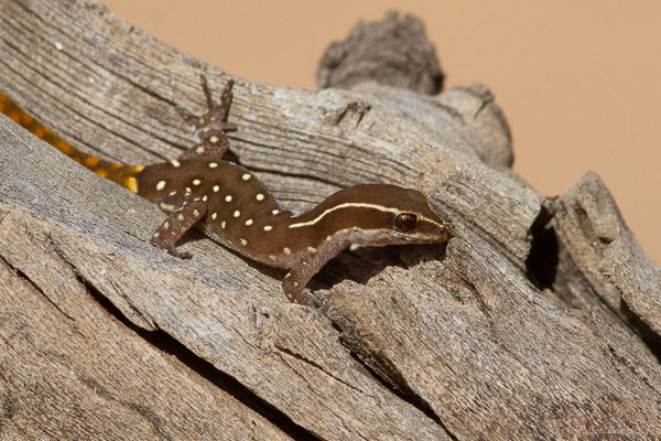 Saurodactyle d'El Mouden — Saurodactylus elmoudenii Javanmardi, Vogler and Joger, 2019