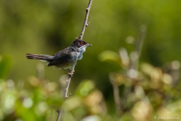 Fauvette mélanocéphale — Curruca melanocephala (Gmelin, JF, 1789), (mâle adulte) (Bidart (64), France, le 22/05/2019)
