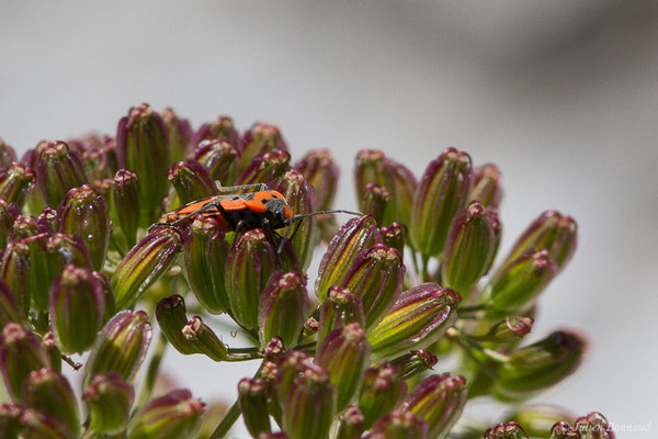 Punaise écuyère — Lygaeus equestris (Linnaeus, 1758), (Laruns (64), France, le 03/08/2019)