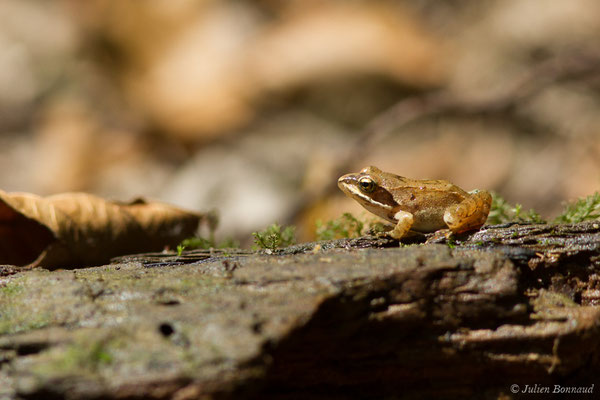 Grenouille agile — Rana dalmatina Fitzinger in Bonaparte, 1838