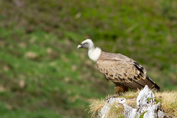 Vautour fauve — Gyps fulvus (Hablizl, 1783), (station de ski de Gourette, Eaux-Bonnes (64), France, le 27/05/2022)