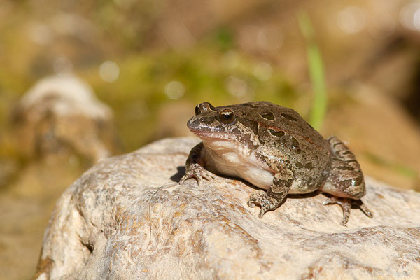 Discoglosse à ventre blanc — Discoglossus scovazzi Camerano, 1878, (Chefchaouen (Tanger-Tétouan-Al Hoceïma), Maroc, le 24/02/2023)