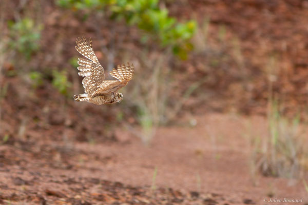 Chevêche des terriers — Athene cunicularia (Molina, 1782), (Centre Spatial Guyanais, Kourou, Guyane, le 16/02/2017)