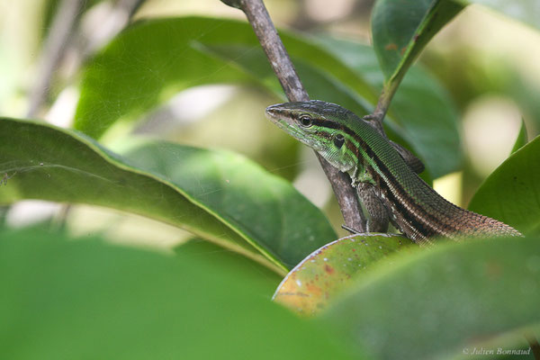 Kentropyx strié — Kentropyx striata (Daudin, 1802), (Centre Spacial Guyanais, Kourou, Guyane, le 07/05/2014)