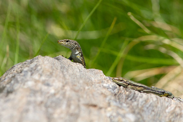 Lézard d'Aurelio — Iberalacerta aurelioi (Arribas, 1994), (Cirque glaciaire de Soulcem, Auzat (09), le 10/07/2023)