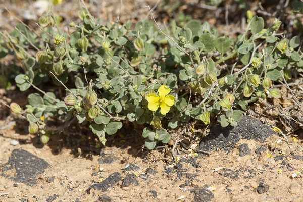 Hélianthème des Canaries — Helianthemum canariense (Jacq.) Pers., 1806