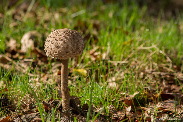 Lépiote élevée ou Coulemelle (Macrolepiota procera) (Parbayse (64), France, le 24/10/2020)