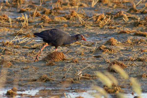 Talève sultane – Porphyrio porphyrio (Linnaeus, 1758), (Parc Naturel du Delta de l'Ebre (Catalogne), Espagne, le 07/02/2022)