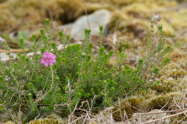 Bruyère à quatre angles — Erica tetralix L., 1753, (Lacq (64), France, le 02/05/2019)