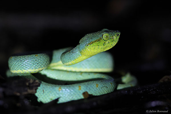 Grage jacquot ou Vipère arboricole — Bothrops bilineatus (Wied-Neuwied, 1821), (Massif du Dékou-Dékou, Saint-Laurent-du-Maroni, Guyane, le 29/02/2016)