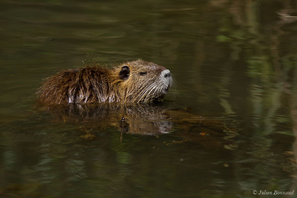 Ragondin — Myocastor coypus (Molina, 1782), (Anglet (64), France, le 06/04/2018)