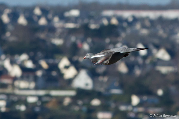 Pigeon ramier — Columba palumbus Linnaeus, 1758, (Baie de Saint-Brieuc, Hillion (22), France, le 11/01/2018)