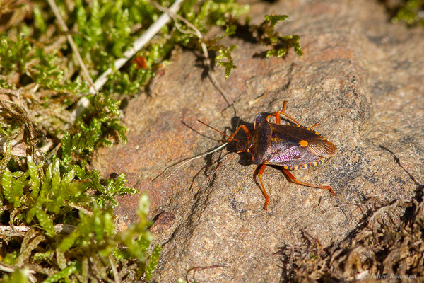 Punaise à pattes rousses — Pentatoma rufipes (Linnaeus, 1758), (Mendive (64), France, le 24/10/2022)