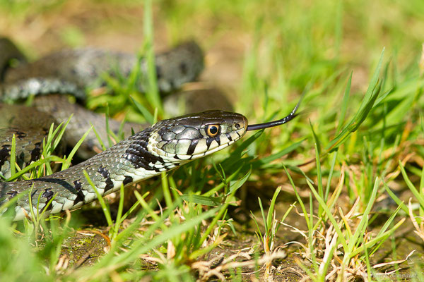 Couleuvre helvétique — Natrix helvetica (Lacepède, 1789), (adulte) (Ossun (65), France, le 31/05/2023)