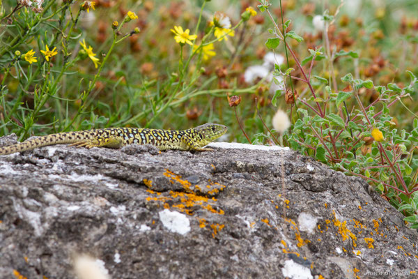 Lézard ocellé — Timon lepidus (Daudin, 1802), (femelle adulte), (Tarnos (64), France), le 05/06/2025)