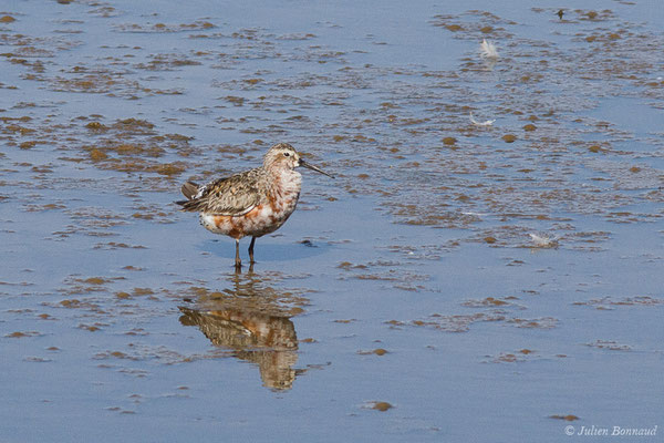 Bécasseau cocorli — Calidris ferruginea (Pontoppidan, 1763), (Marais de l'Odiel, Palos de la Frontera (Andalousie), Espagne, le 07/08/2020)