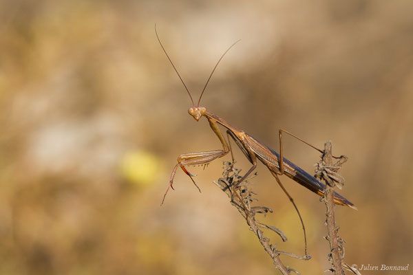 Mante religieuse — Mantis religiosa (Linnaeus, 1758), (mâle adulte), (Sagres (Vila do Bispo), (Algarve), Portugal, le 30/08/2018)