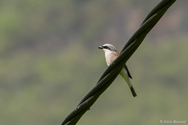 Pie-grièche écorcheur — Lanius collurio Linnaeus, 1758, (mâle adulte) (Saint-Béa (31), France, le 16/05/2018)
