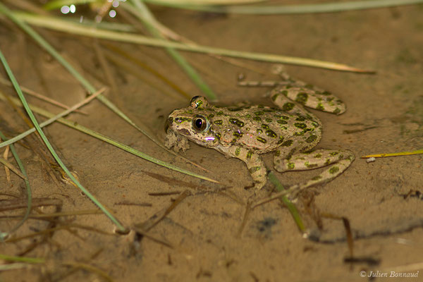 Pélodyte ponctué – Pelodytes punctatus (Daudin, 1803), (Braud-et-Saint-Louis (33), le 06/03/2018)