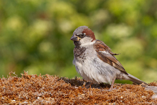 Moineau domestique — Passer domesticus (Linnaeus, 1758)