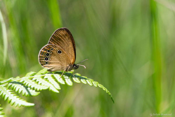 Fadet des Laîches — Coenonympha oedippus (Fabricius, 1787), (Carcen-Ponson (40), France, le 16/06/2025)