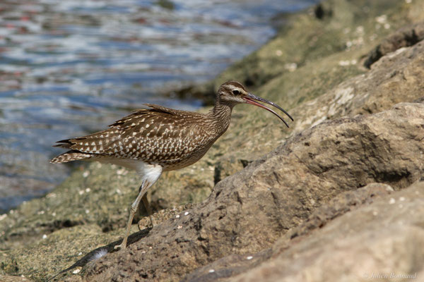 Courlis corlieu — Numenius phaeopus (Linnaeus, 1758)