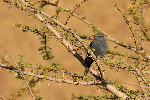 Monticole bleu — Monticola solitarius (Linnaeus, 1758), (Tata (Souss-Massa), Maroc, le 08/02/2023)