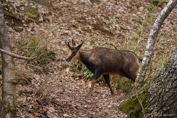 Isard – Rupicapra pyrenaica (Hermann, 1780), (Parc faunistique Lacuniacha, Huesca, Espagne, le 09/02/2020)