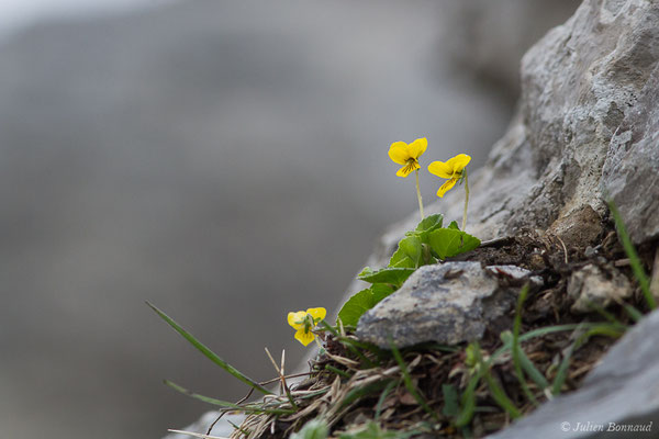 Pensée à deux fleurs ou Violette à deux fleurs — Viola biflora L., 1753, (Station de ski de Gourette, Eaux Bonnes (65), France, le 15/06/2020)