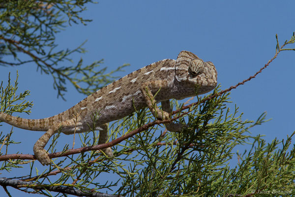 Caméléon commun — Chamaeleo chamaeleon (Linnaeus, 1758)