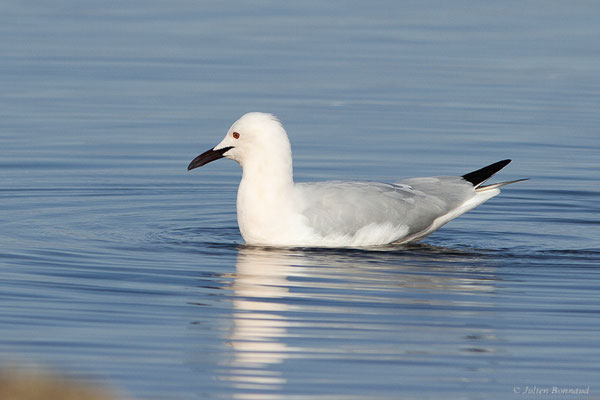 Goéland railleur — Chroicocephalus genei (Breme, 1839), (Parc Naturel du Delta de l'Ebre (Catalogne), Espagne, le 06/02/2022)