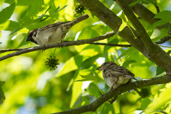 Moineau friquet – Passer montanus (Linnaeus, 1758), (couple) (Guiche (64), France, le 19/05/2020)