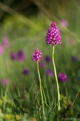 Orchis pyramidal — Anacamptis pyramidalis (L.) Rich., 1817