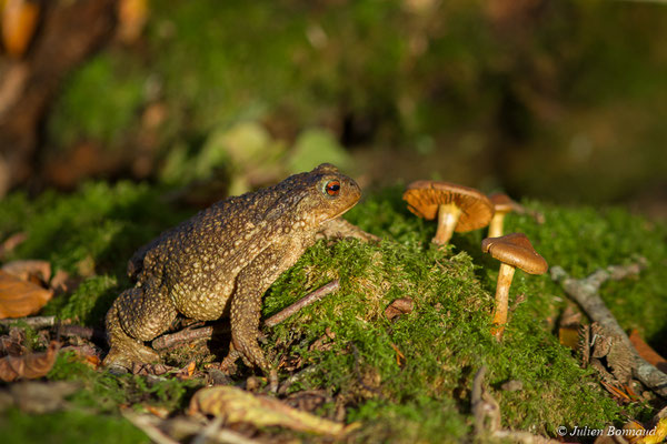 Crapaud épineux — Bufo spinosus (Daudin, 1803), (Pontivy (56), France, le 23/11/2017)