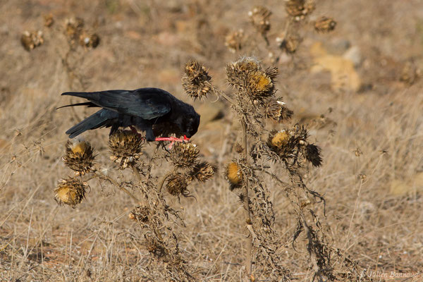 Crave à bec rouge — Pyrrhocorax pyrrhocorax (Linnaeus, 1758), (Sagres (Vila do Bispo), (Algarve), Portugal, le 31/08/2018)
