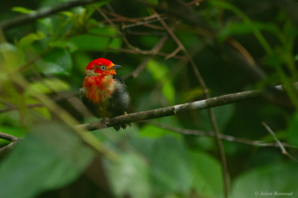 Manakin auréole — Pipra aureola (Linnaeus, 1758)