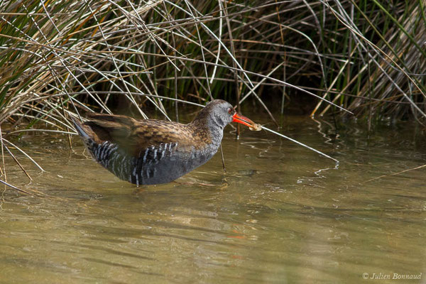 Râle d'eau — Rallus aquaticus Linnaeus, 1758, (réserve ornithologique du Teich (33), France, le 23/05/2021)
