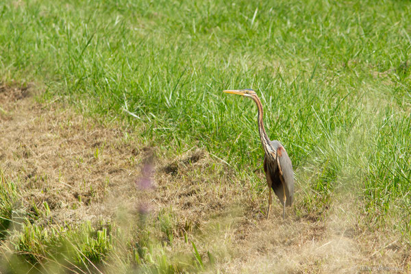 Héron pourpré — Ardea purpurea Linnaeus, 1766, (Saint-Thomas-de-Conac (17), France, le 21/06/2018)