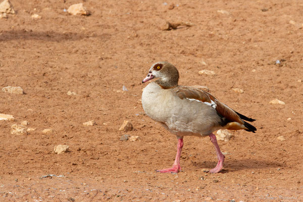 Ouette d'Égypte — Alopochen aegyptiaca (Linnaeus, 1766), (Parc zoologique de Rabat (Rabat-Salé-Kénitra), Maroc, le 21/01/2023)